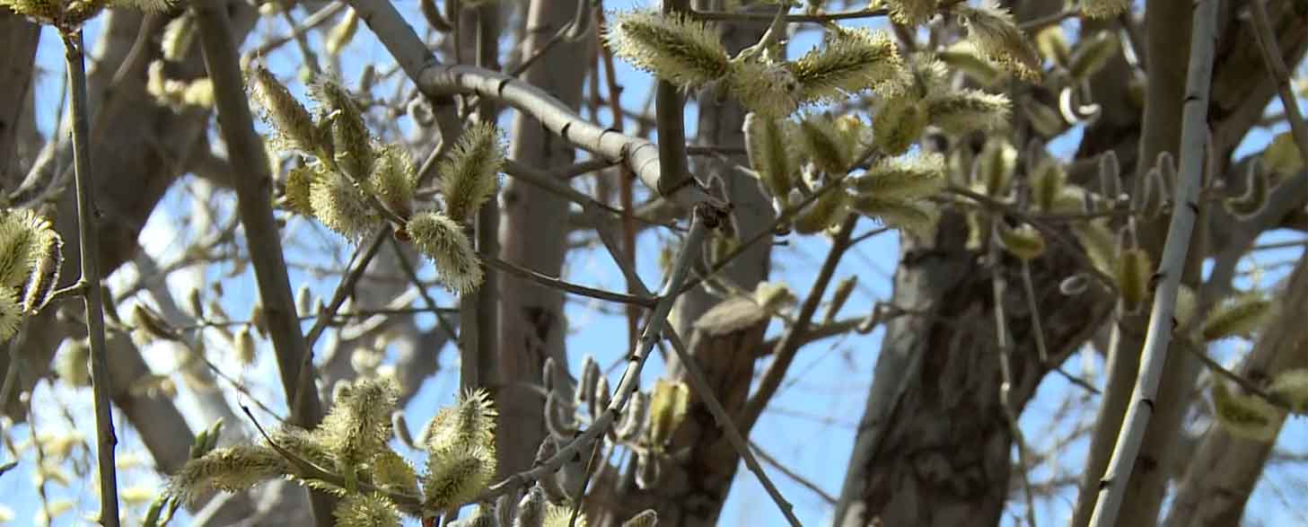 مزایای معجزه آسای عرق بیدمشک